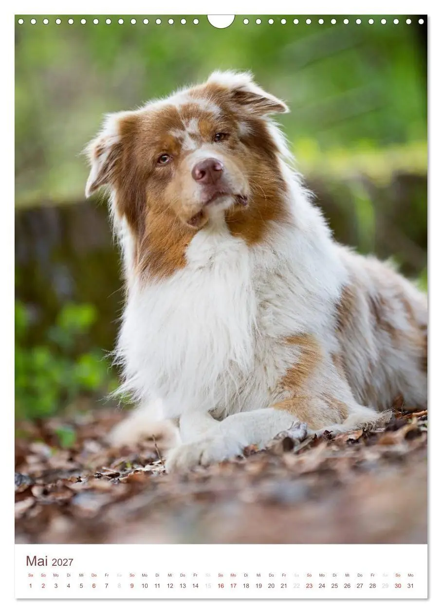 Bild: 9783594151563 | Australian Shepherds (Wandkalender 2027 DIN A3 hoch), CALVENDO...