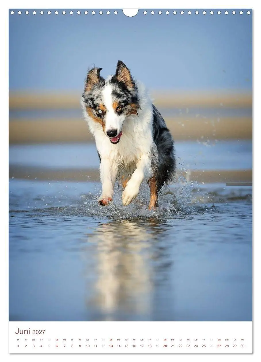 Bild: 9783594151563 | Australian Shepherds (Wandkalender 2027 DIN A3 hoch), CALVENDO...
