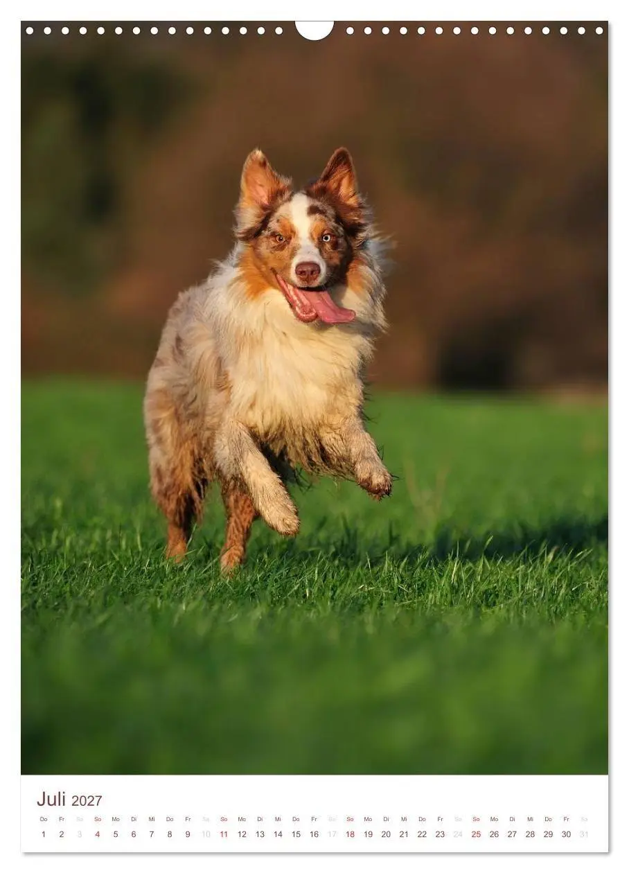 Bild: 9783594151563 | Australian Shepherds (Wandkalender 2027 DIN A3 hoch), CALVENDO...