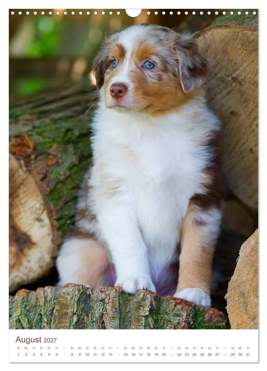 Bild: 9783594151563 | Australian Shepherds (Wandkalender 2027 DIN A3 hoch), CALVENDO...