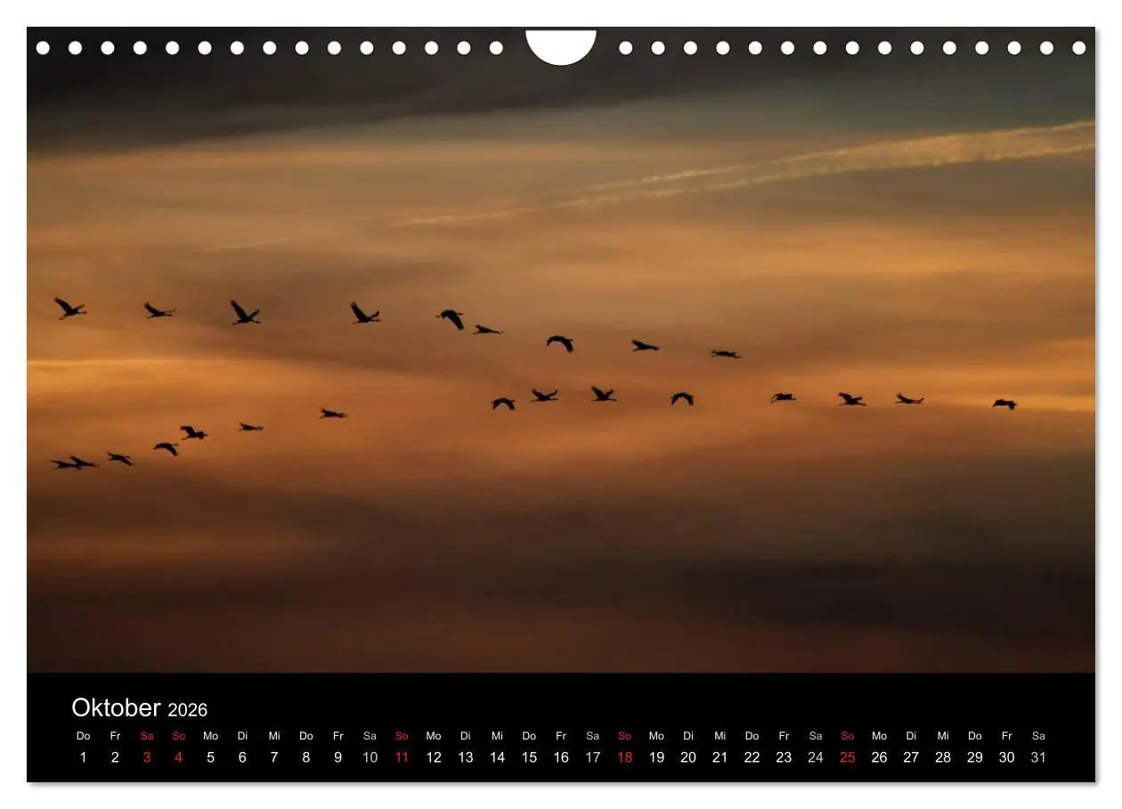 Bild: 9783516231663 | Kraniche (Wandkalender 2026 DIN A4 quer), CALVENDO Monatskalender