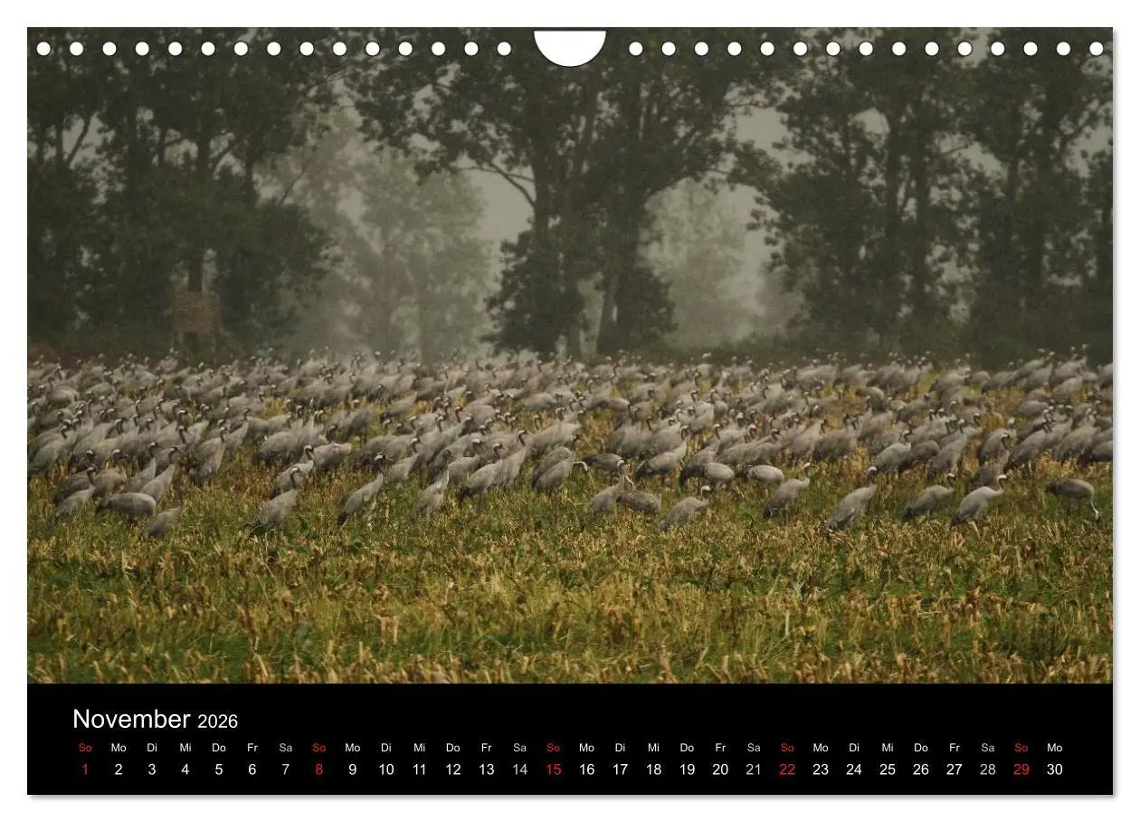 Bild: 9783516231663 | Kraniche (Wandkalender 2026 DIN A4 quer), CALVENDO Monatskalender