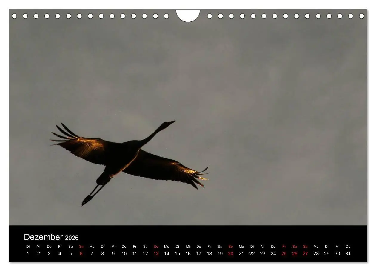 Bild: 9783516231663 | Kraniche (Wandkalender 2026 DIN A4 quer), CALVENDO Monatskalender
