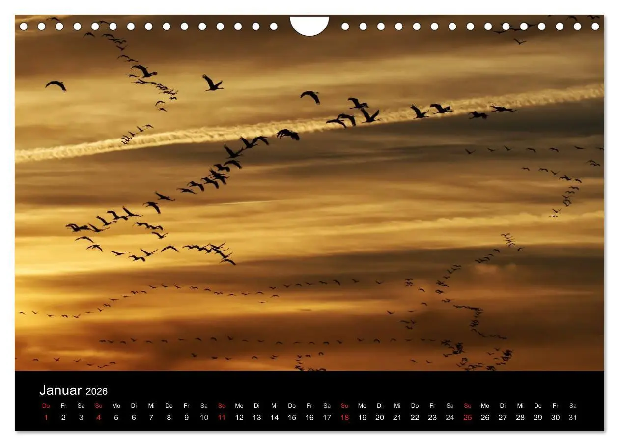 Bild: 9783516231663 | Kraniche (Wandkalender 2026 DIN A4 quer), CALVENDO Monatskalender
