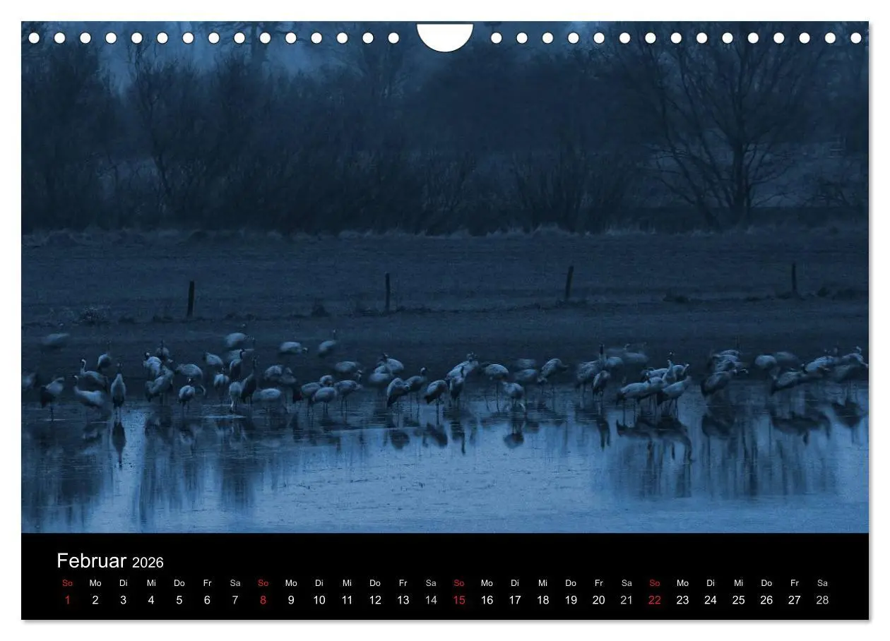 Bild: 9783516231663 | Kraniche (Wandkalender 2026 DIN A4 quer), CALVENDO Monatskalender