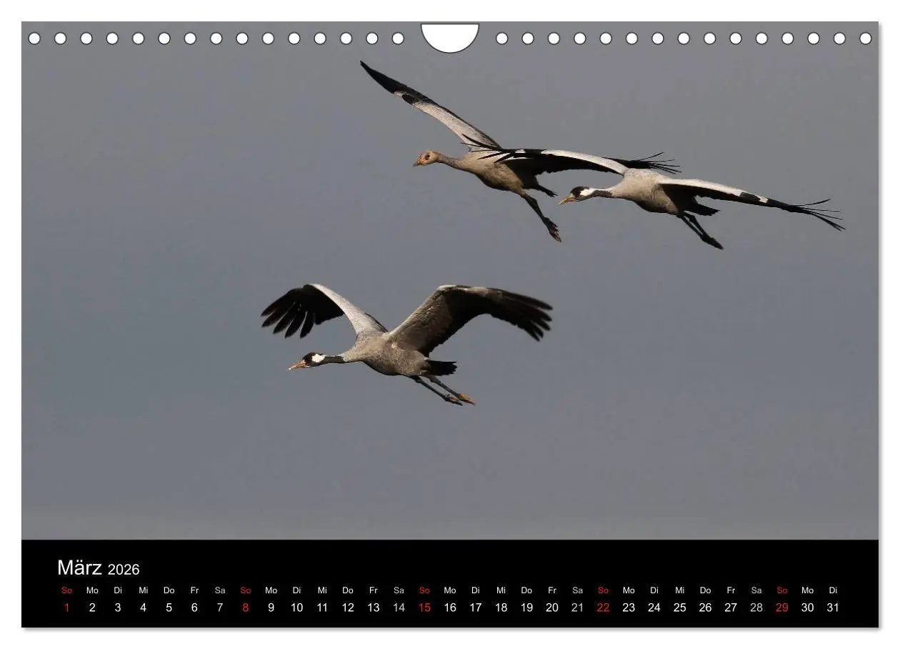 Bild: 9783516231663 | Kraniche (Wandkalender 2026 DIN A4 quer), CALVENDO Monatskalender