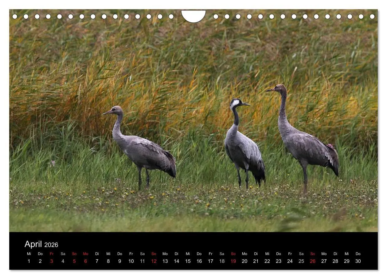 Bild: 9783516231663 | Kraniche (Wandkalender 2026 DIN A4 quer), CALVENDO Monatskalender