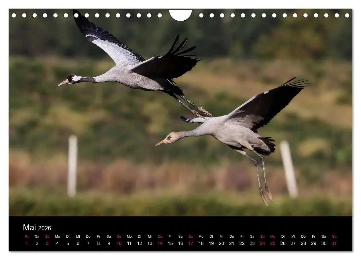 Bild: 9783516231663 | Kraniche (Wandkalender 2026 DIN A4 quer), CALVENDO Monatskalender