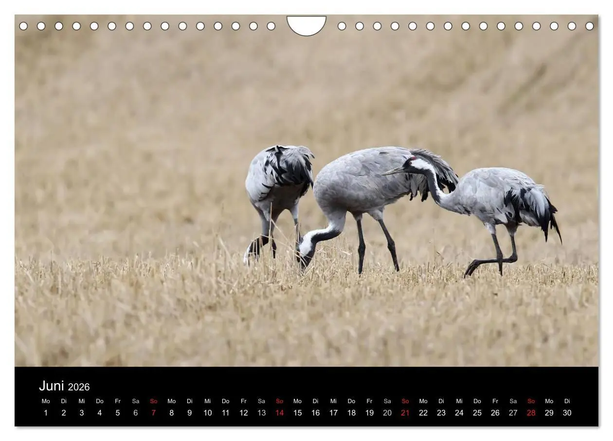 Bild: 9783516231663 | Kraniche (Wandkalender 2026 DIN A4 quer), CALVENDO Monatskalender