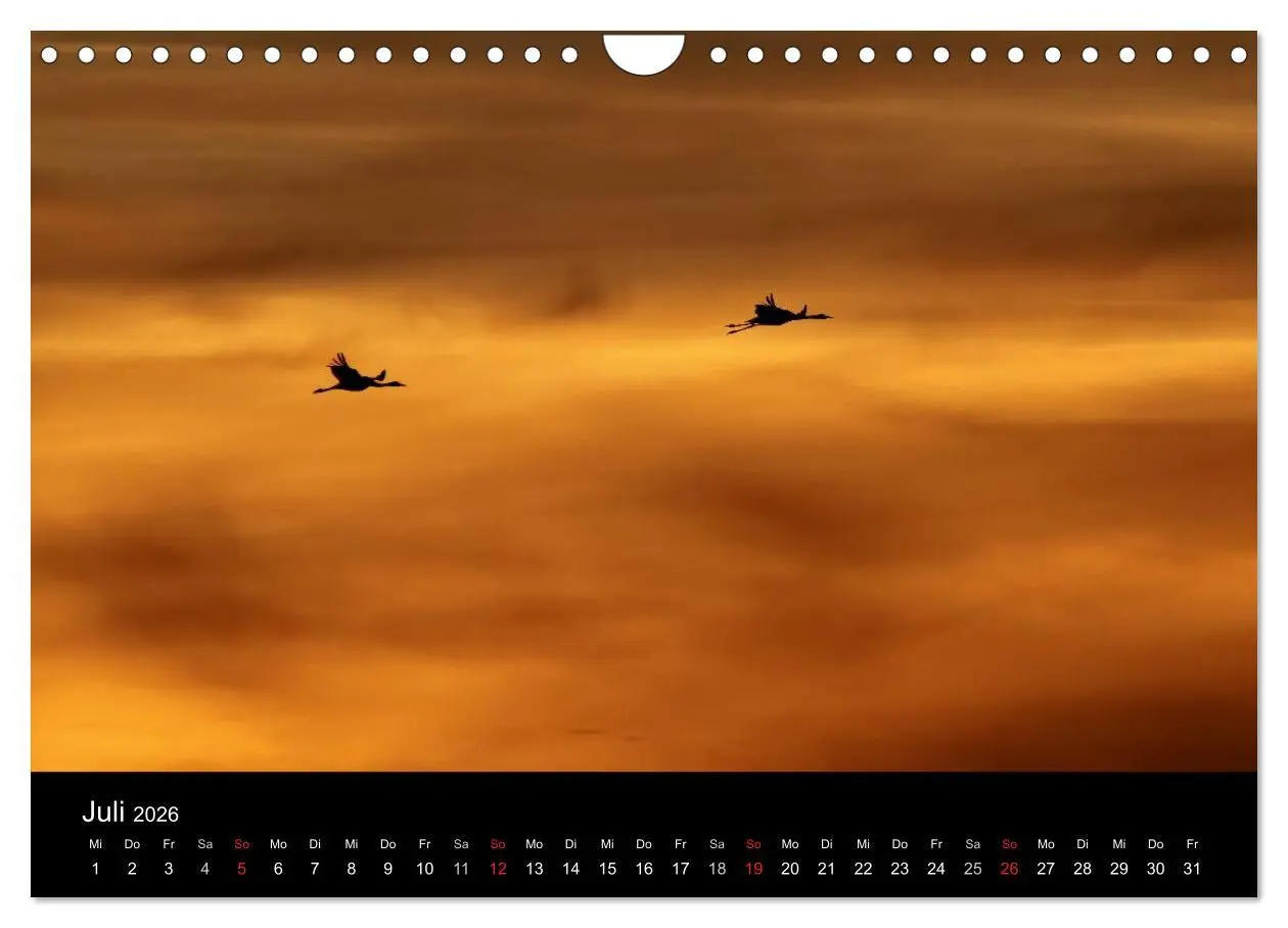 Bild: 9783516231663 | Kraniche (Wandkalender 2026 DIN A4 quer), CALVENDO Monatskalender
