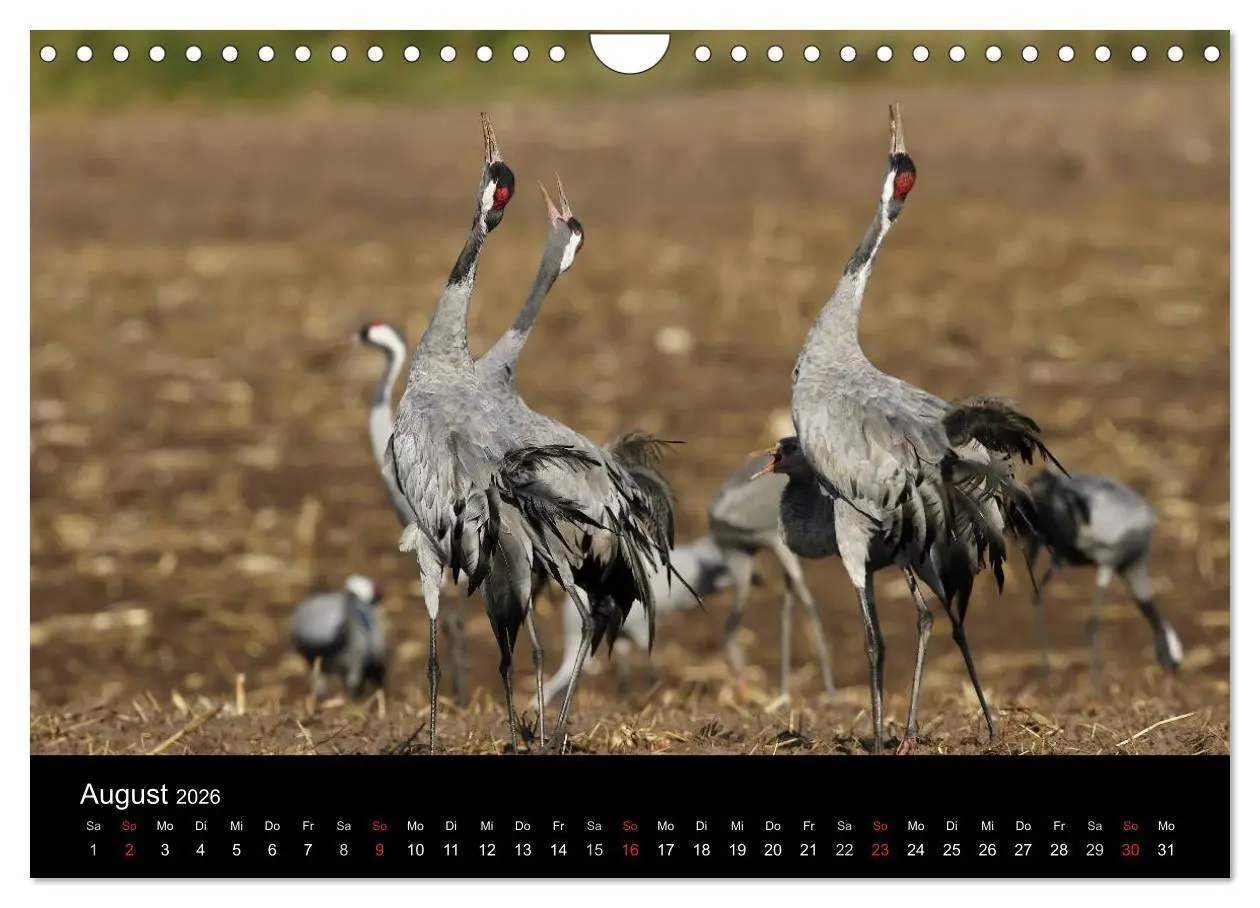 Bild: 9783516231663 | Kraniche (Wandkalender 2026 DIN A4 quer), CALVENDO Monatskalender
