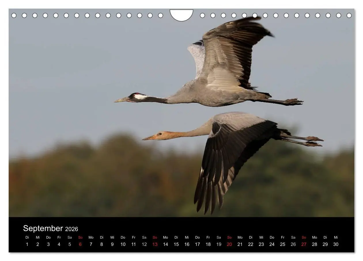 Bild: 9783516231663 | Kraniche (Wandkalender 2026 DIN A4 quer), CALVENDO Monatskalender