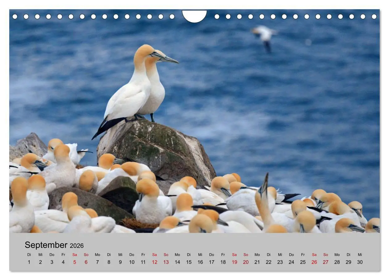 Bild: 9783457671863 | Neufundland 2026 (Wandkalender 2026 DIN A4 quer), CALVENDO...