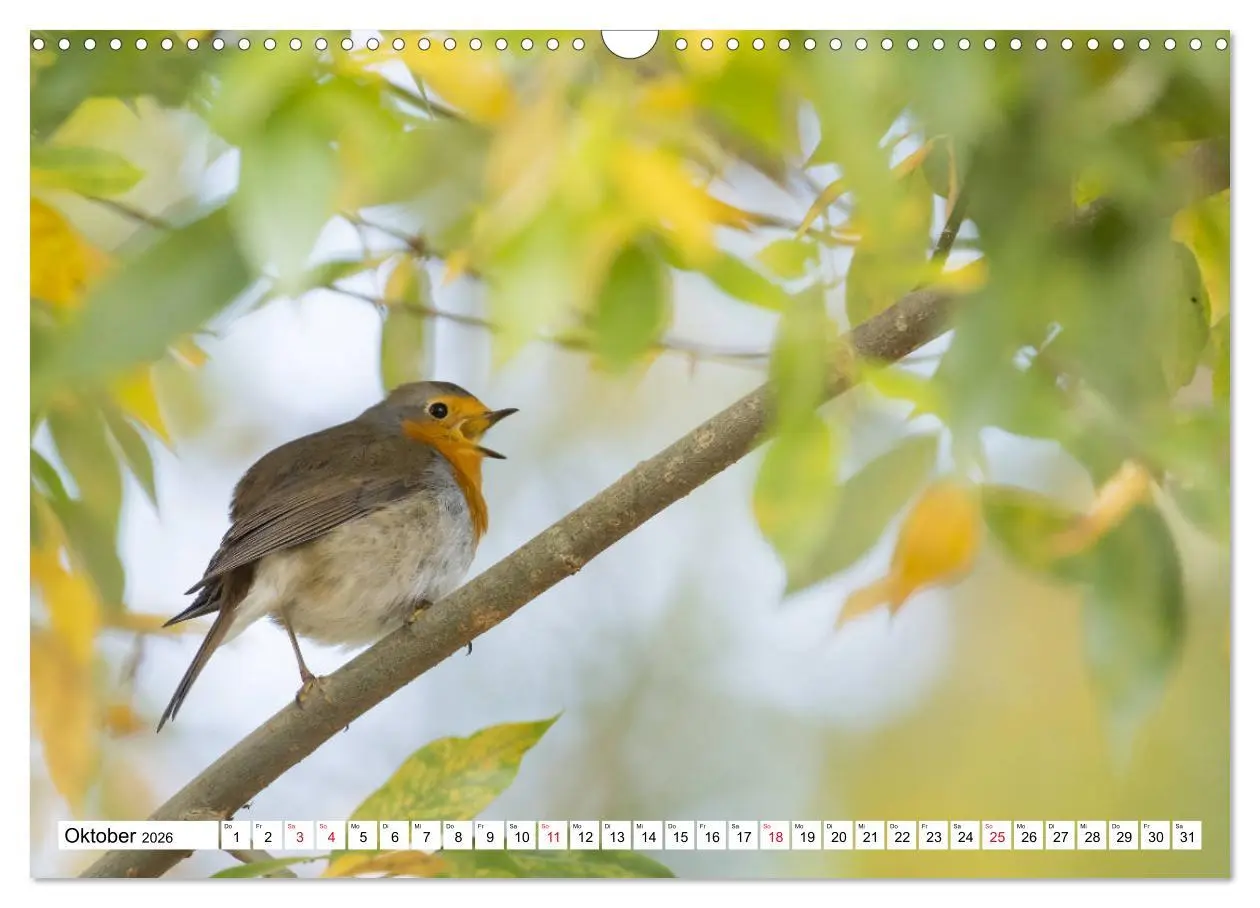 Bild: 9783457741863 | Geliebtes Rotkehlchen (Wandkalender 2026 DIN A3 quer), CALVENDO...