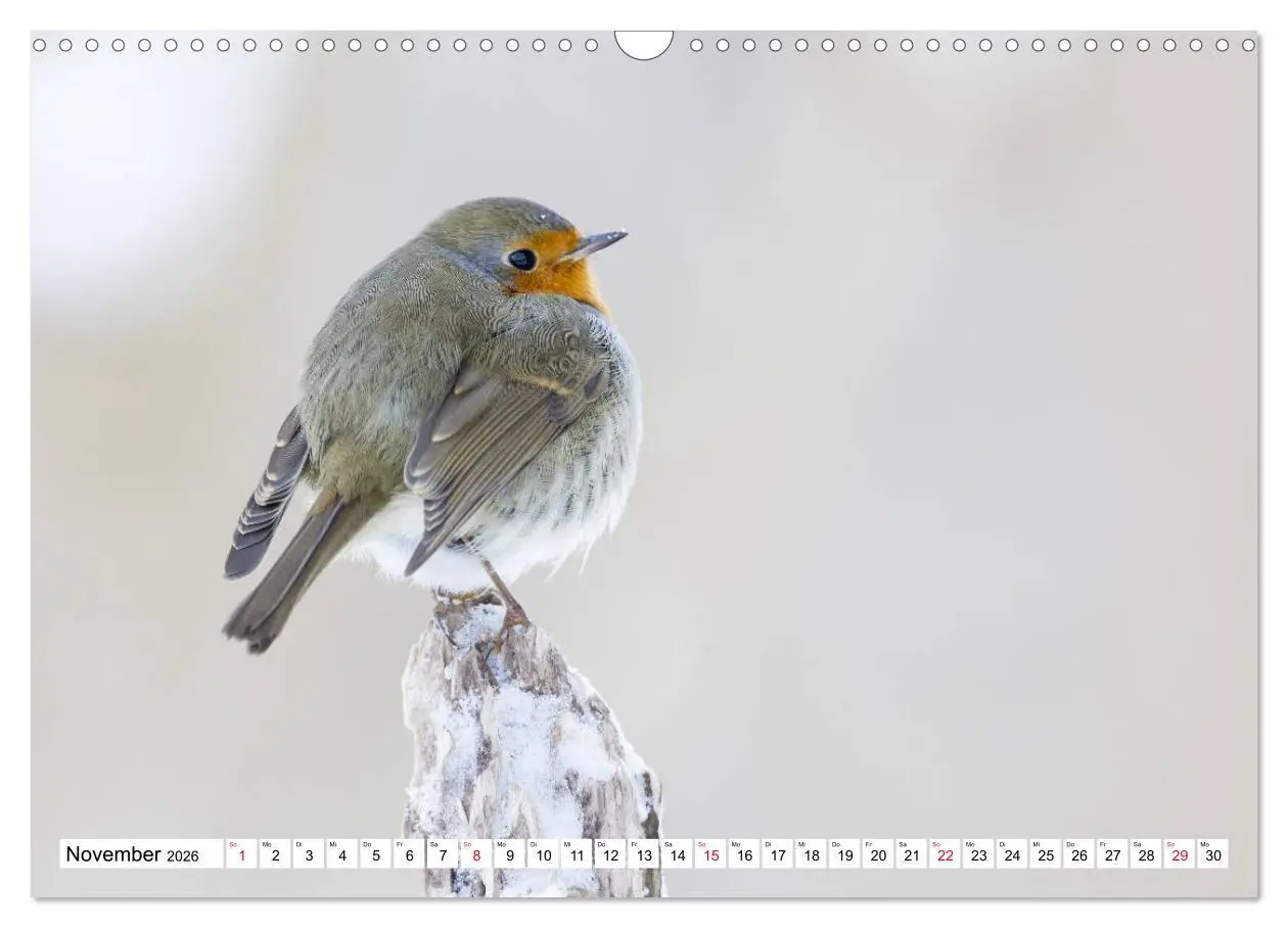 Bild: 9783457741863 | Geliebtes Rotkehlchen (Wandkalender 2026 DIN A3 quer), CALVENDO...