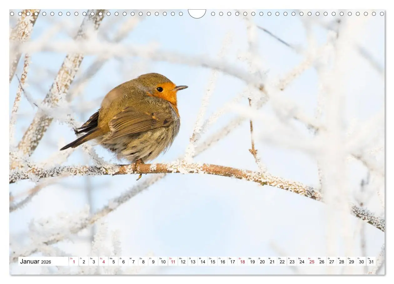 Bild: 9783457741863 | Geliebtes Rotkehlchen (Wandkalender 2026 DIN A3 quer), CALVENDO...
