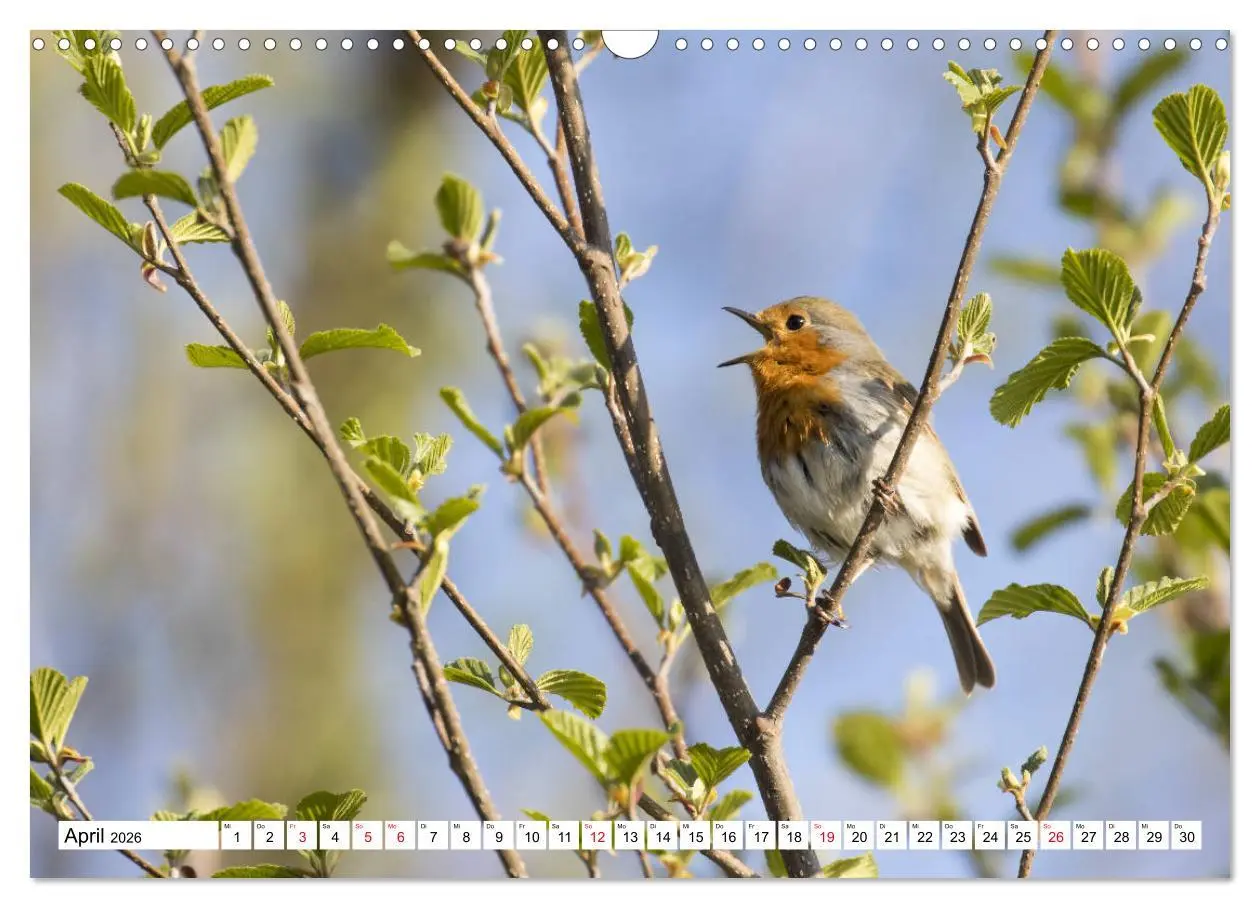 Bild: 9783457741863 | Geliebtes Rotkehlchen (Wandkalender 2026 DIN A3 quer), CALVENDO...