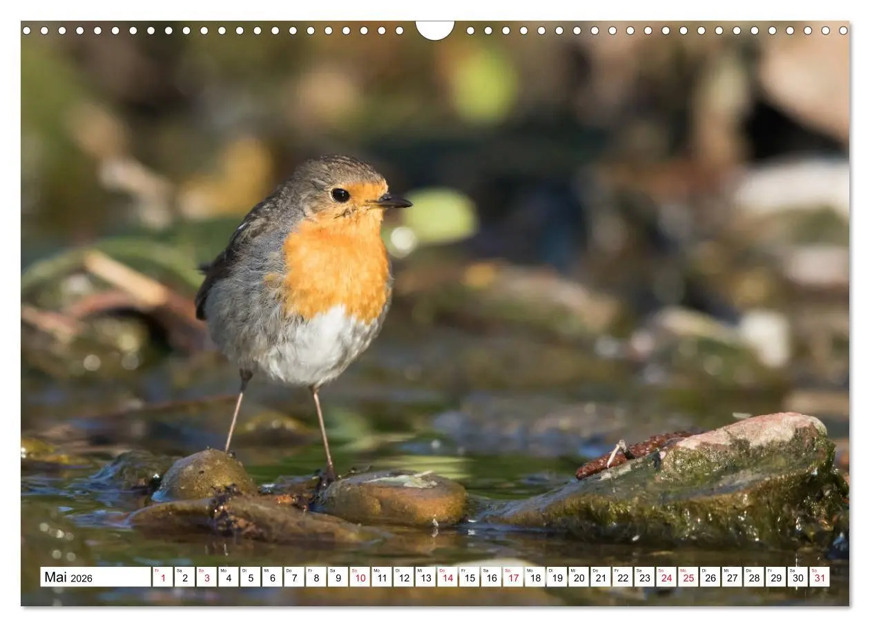 Bild: 9783457741863 | Geliebtes Rotkehlchen (Wandkalender 2026 DIN A3 quer), CALVENDO...