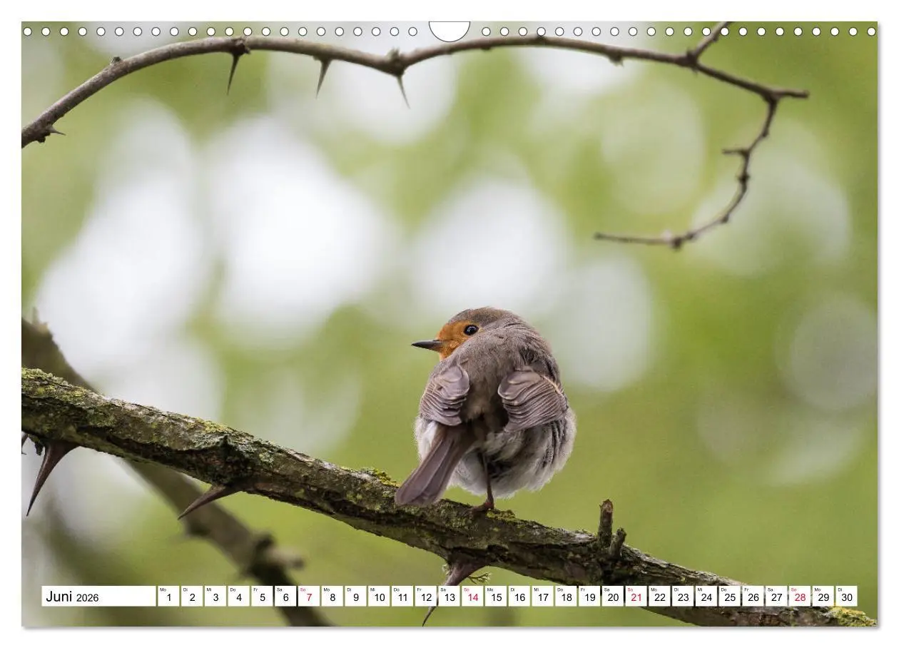 Bild: 9783457741863 | Geliebtes Rotkehlchen (Wandkalender 2026 DIN A3 quer), CALVENDO...