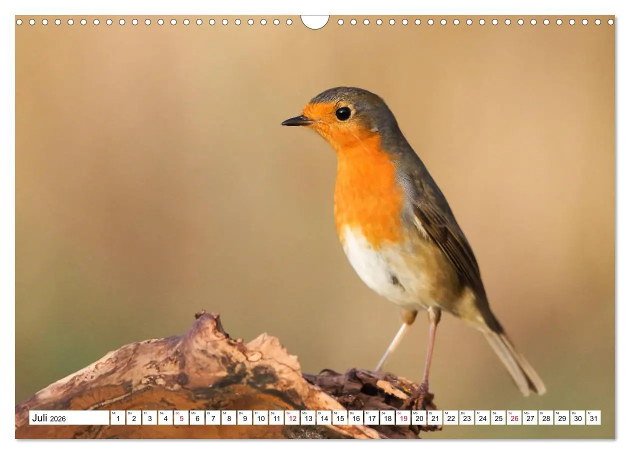 Bild: 9783457741863 | Geliebtes Rotkehlchen (Wandkalender 2026 DIN A3 quer), CALVENDO...