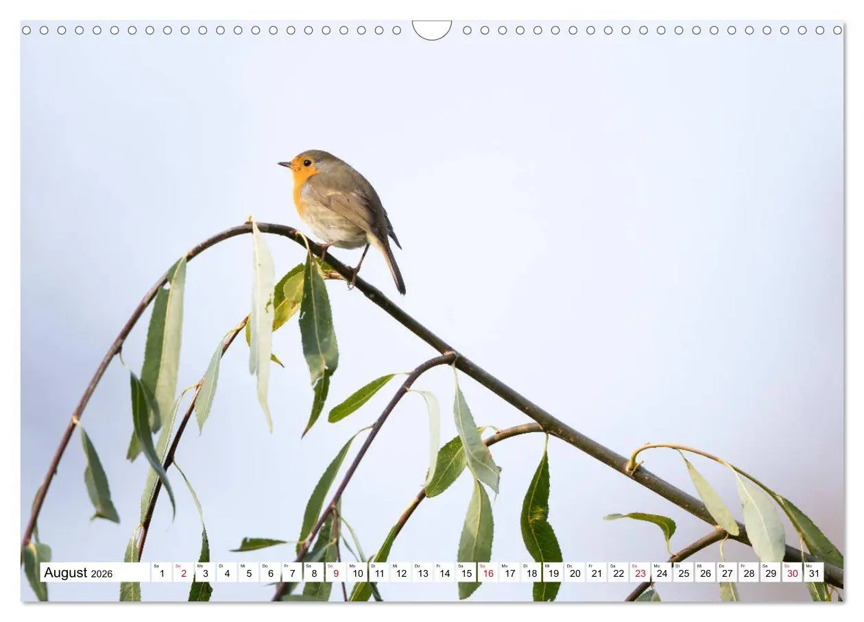 Bild: 9783457741863 | Geliebtes Rotkehlchen (Wandkalender 2026 DIN A3 quer), CALVENDO...