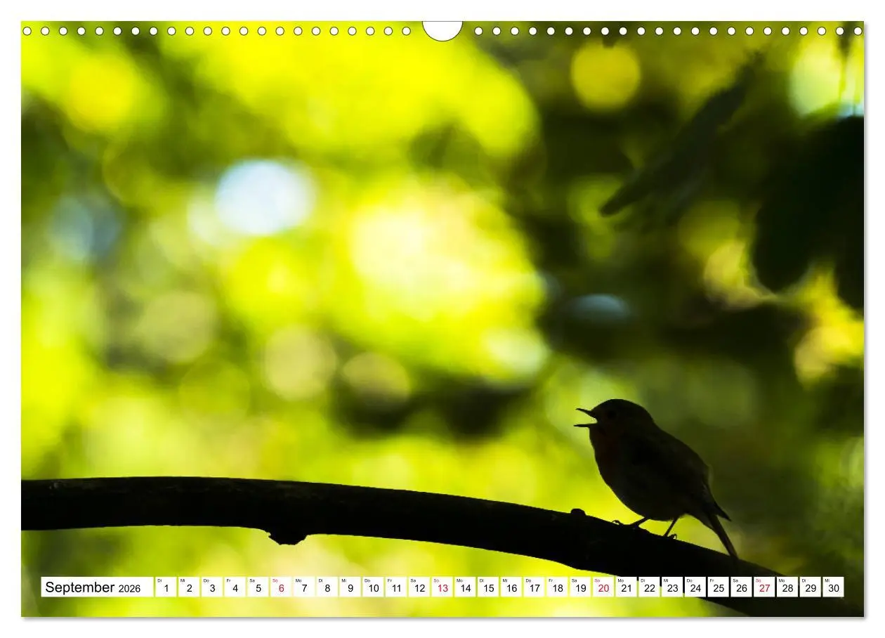 Bild: 9783457741863 | Geliebtes Rotkehlchen (Wandkalender 2026 DIN A3 quer), CALVENDO...