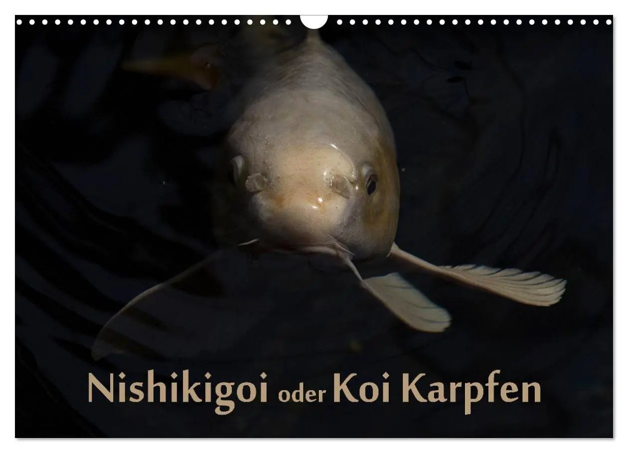 Cover: 9783516141863 | Nishikigoi oder Koi Karpfen (Wandkalender 2026 DIN A3 quer),...