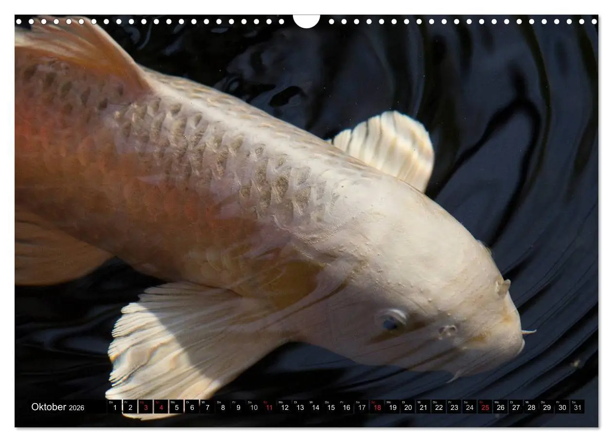 Bild: 9783516141863 | Nishikigoi oder Koi Karpfen (Wandkalender 2026 DIN A3 quer),...