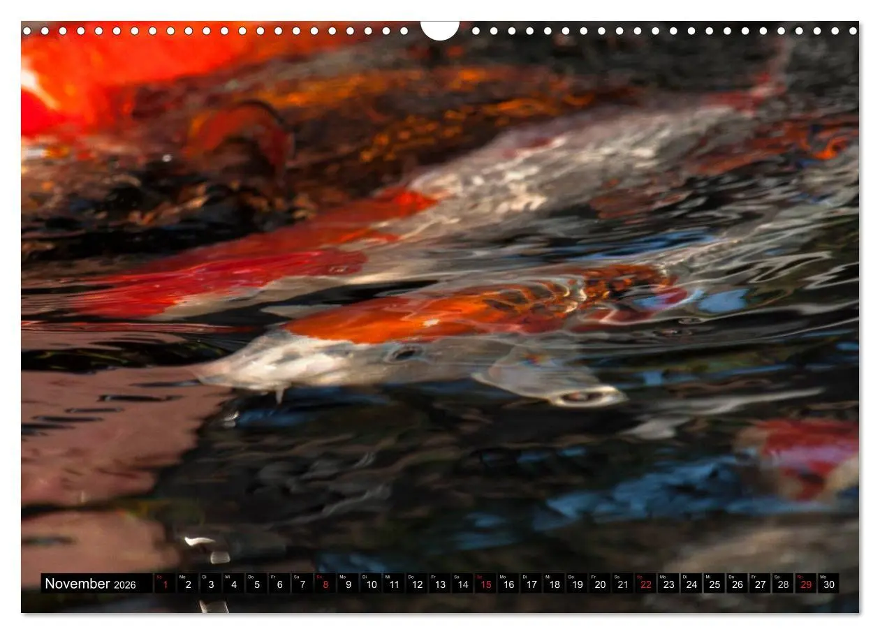 Bild: 9783516141863 | Nishikigoi oder Koi Karpfen (Wandkalender 2026 DIN A3 quer),...