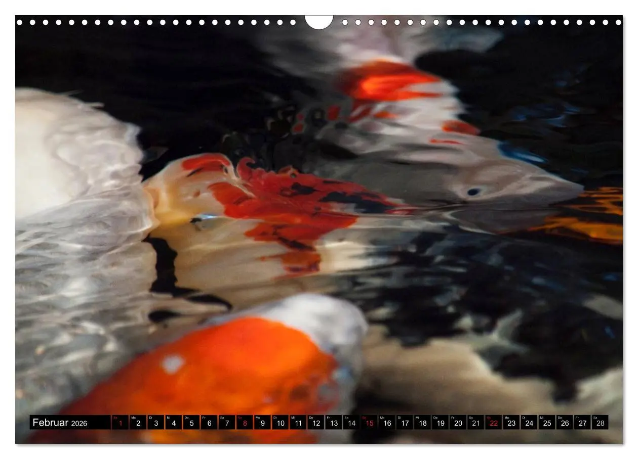 Bild: 9783516141863 | Nishikigoi oder Koi Karpfen (Wandkalender 2026 DIN A3 quer),...