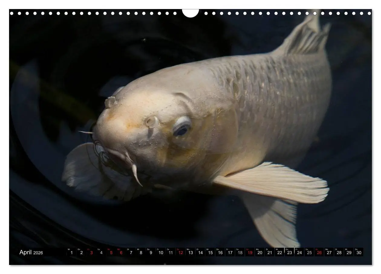 Bild: 9783516141863 | Nishikigoi oder Koi Karpfen (Wandkalender 2026 DIN A3 quer),...