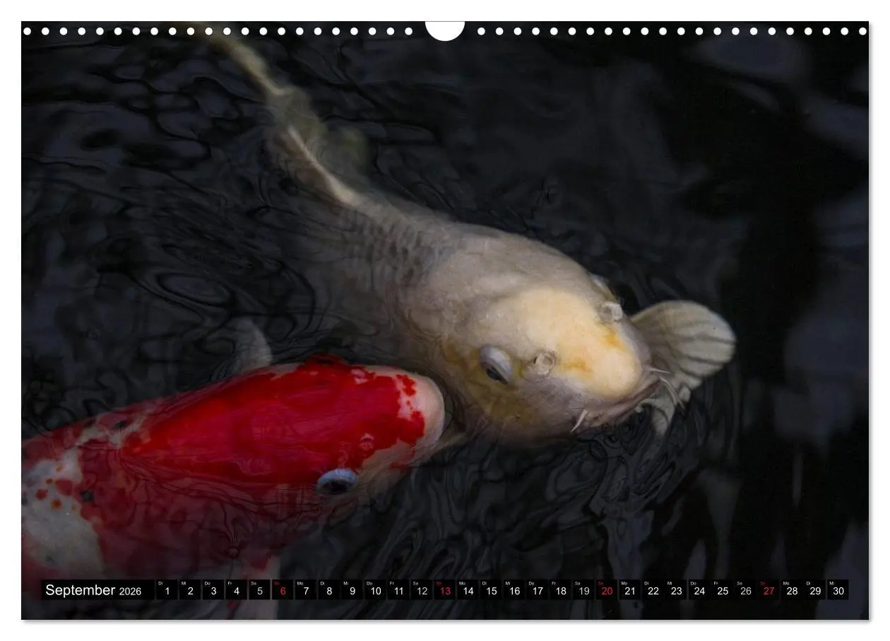 Bild: 9783516141863 | Nishikigoi oder Koi Karpfen (Wandkalender 2026 DIN A3 quer),...
