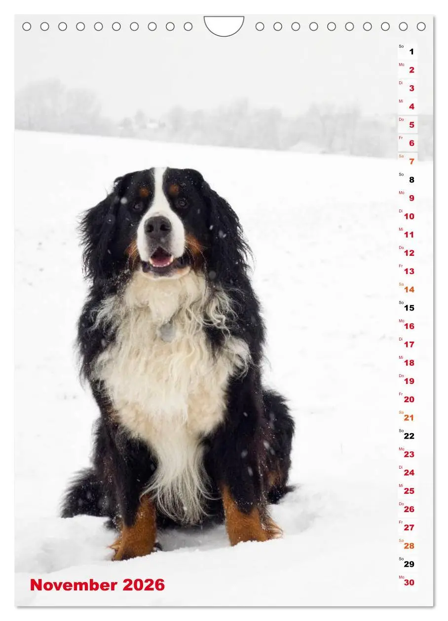 Bild: 9783516441963 | BÄR - Der Berner Sennenhund (Wandkalender 2026 DIN A4 hoch),...