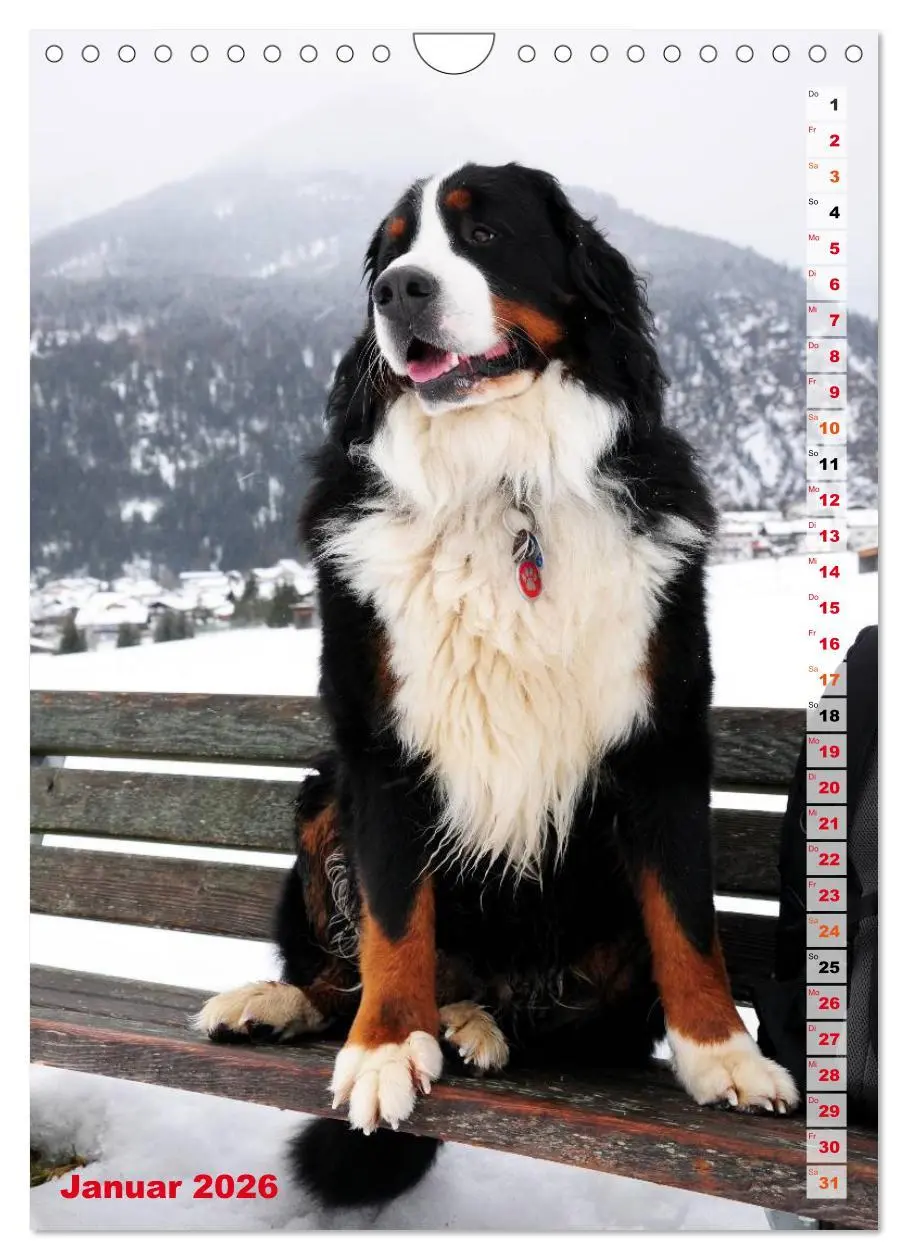Bild: 9783516441963 | BÄR - Der Berner Sennenhund (Wandkalender 2026 DIN A4 hoch),...