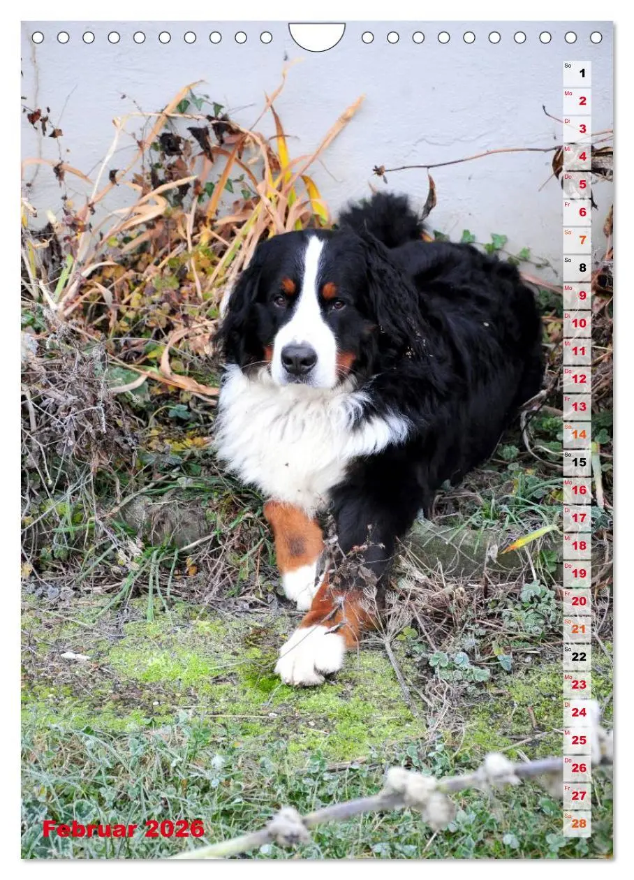 Bild: 9783516441963 | BÄR - Der Berner Sennenhund (Wandkalender 2026 DIN A4 hoch),...