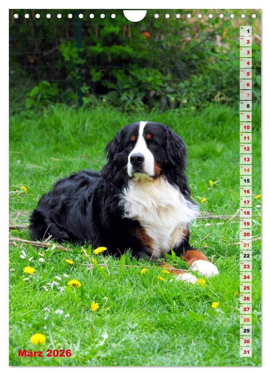 Bild: 9783516441963 | BÄR - Der Berner Sennenhund (Wandkalender 2026 DIN A4 hoch),...