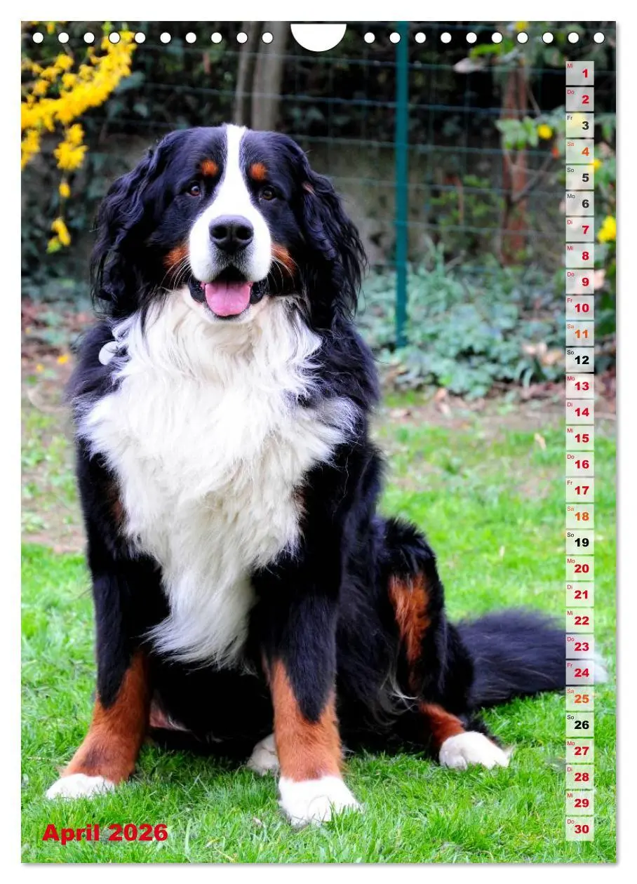 Bild: 9783516441963 | BÄR - Der Berner Sennenhund (Wandkalender 2026 DIN A4 hoch),...