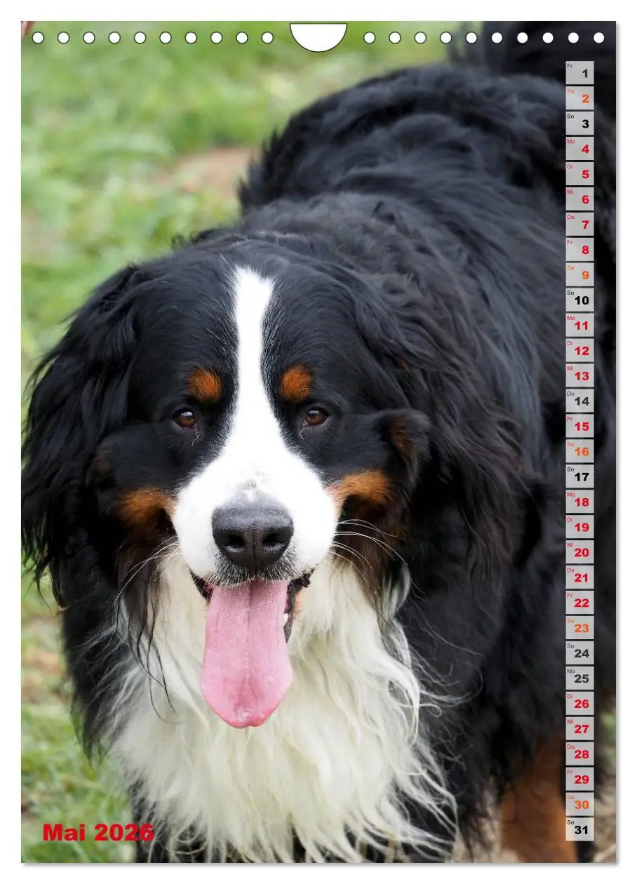 Bild: 9783516441963 | BÄR - Der Berner Sennenhund (Wandkalender 2026 DIN A4 hoch),...