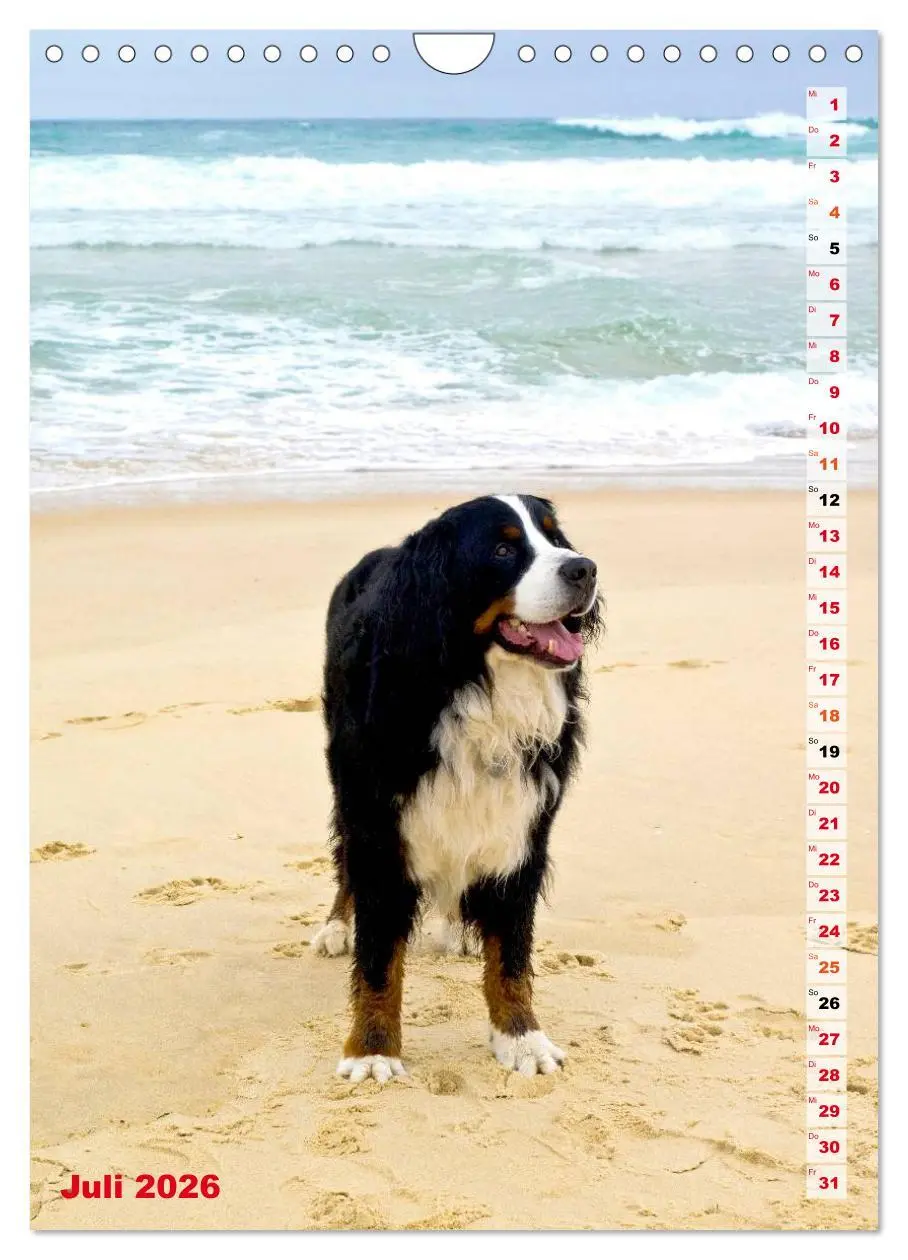 Bild: 9783516441963 | BÄR - Der Berner Sennenhund (Wandkalender 2026 DIN A4 hoch),...