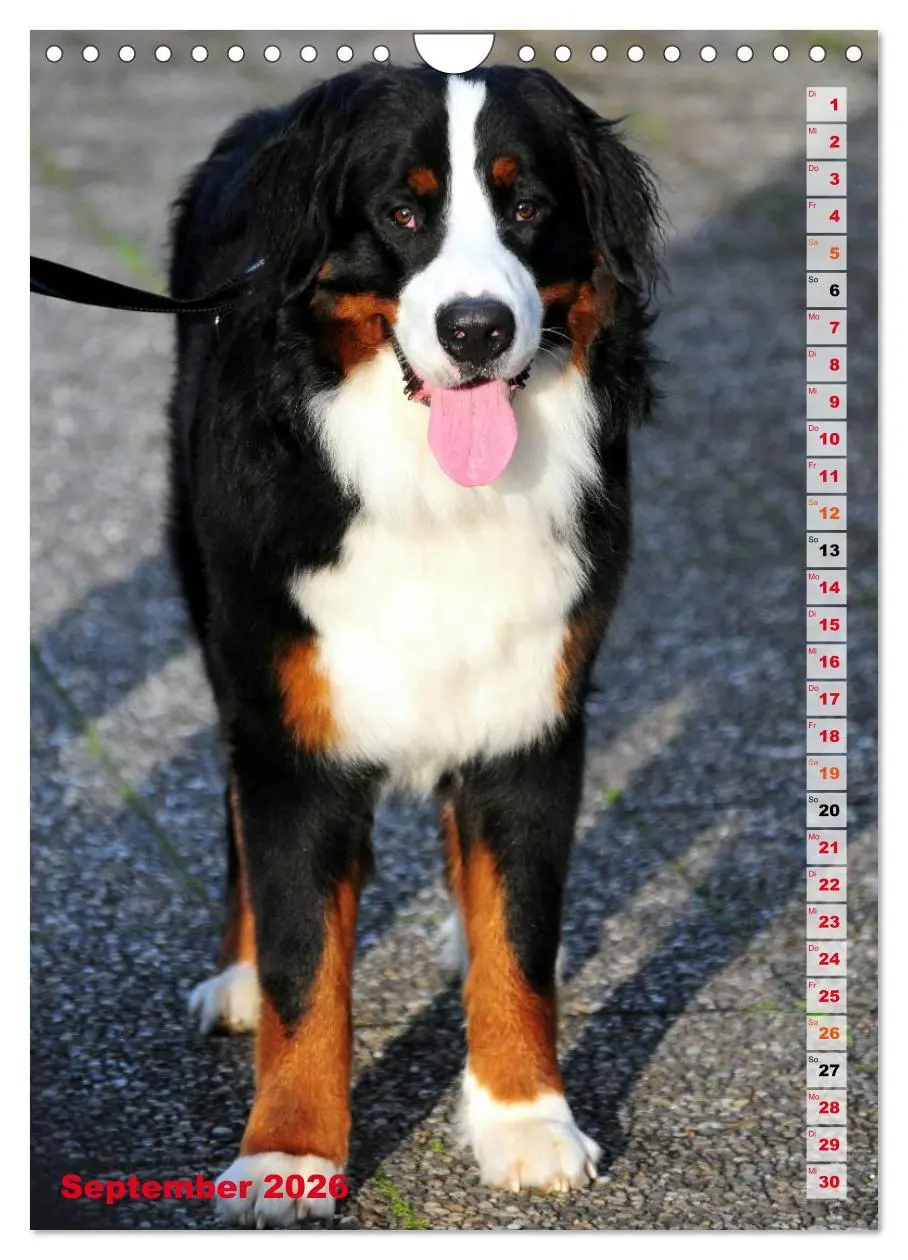 Bild: 9783516441963 | BÄR - Der Berner Sennenhund (Wandkalender 2026 DIN A4 hoch),...