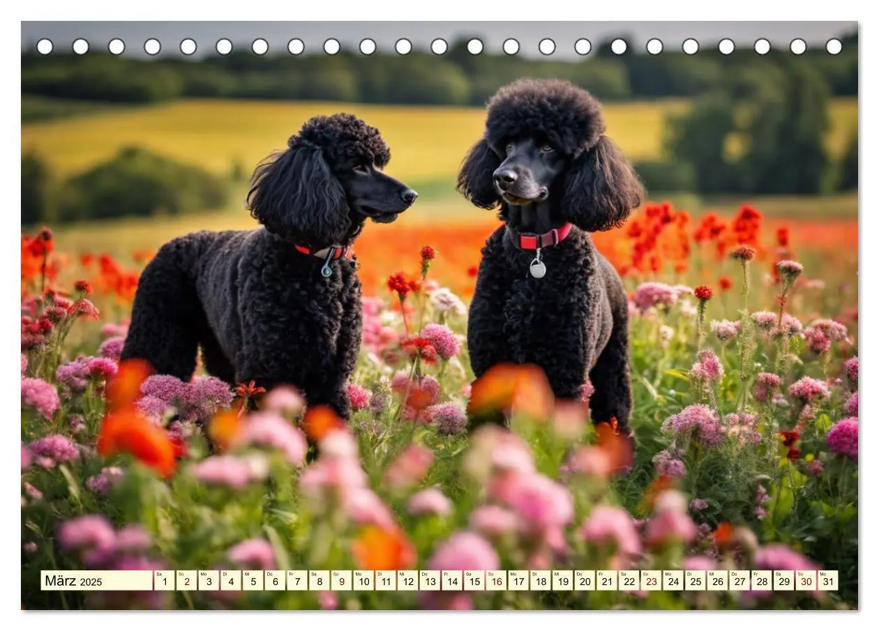Bild: 9783435832163 | Pudel in allen Farben und Größen (Tischkalender 2025 DIN A5 quer),...