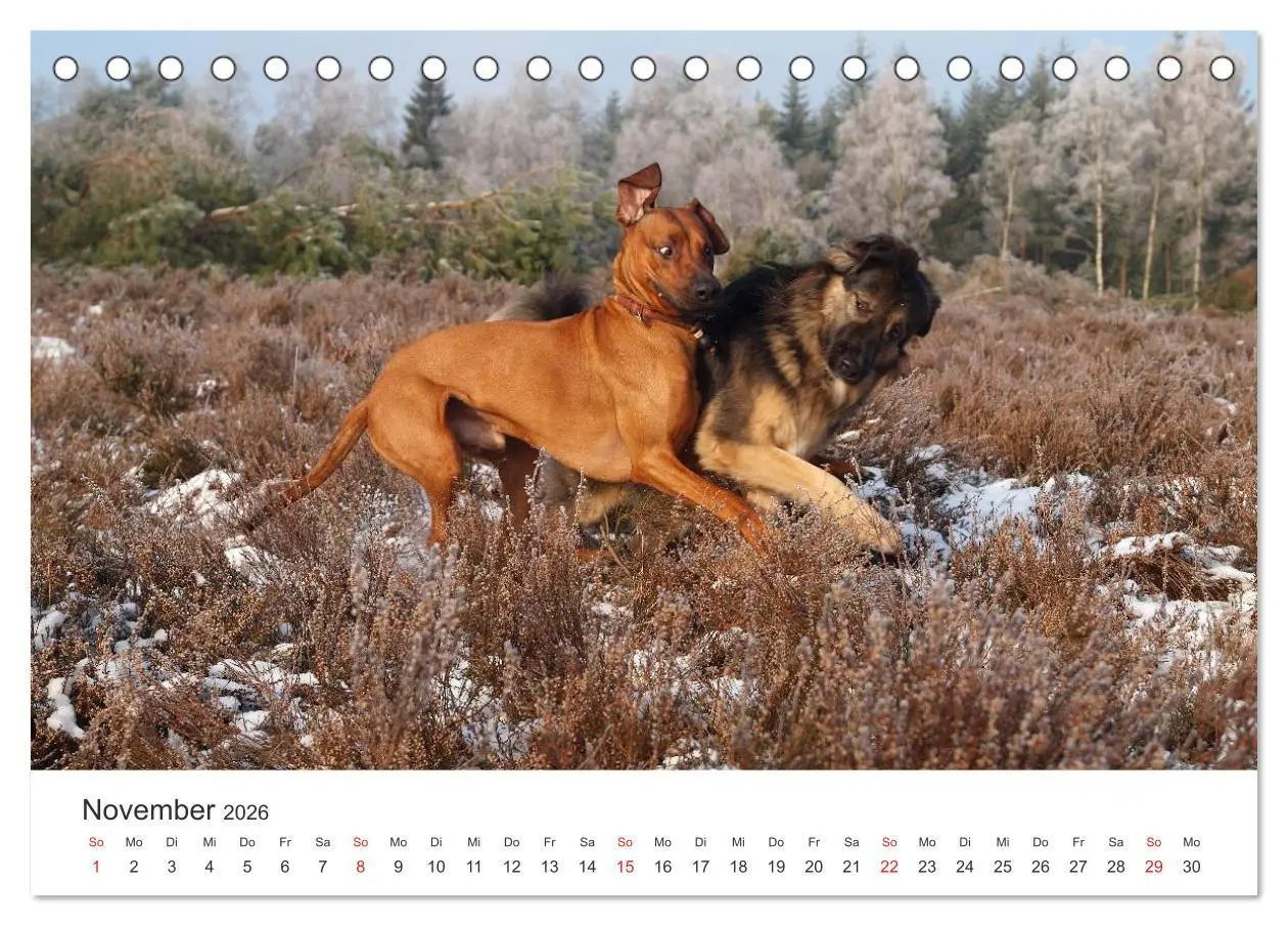 Bild: 9783516012163 | Ridgebacks - Hunde aus Afrika (Tischkalender 2026 DIN A5 quer),...