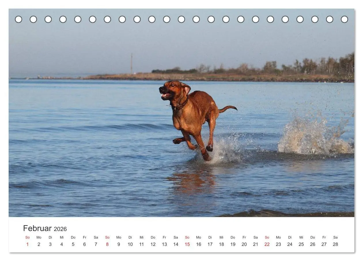Bild: 9783516012163 | Ridgebacks - Hunde aus Afrika (Tischkalender 2026 DIN A5 quer),...