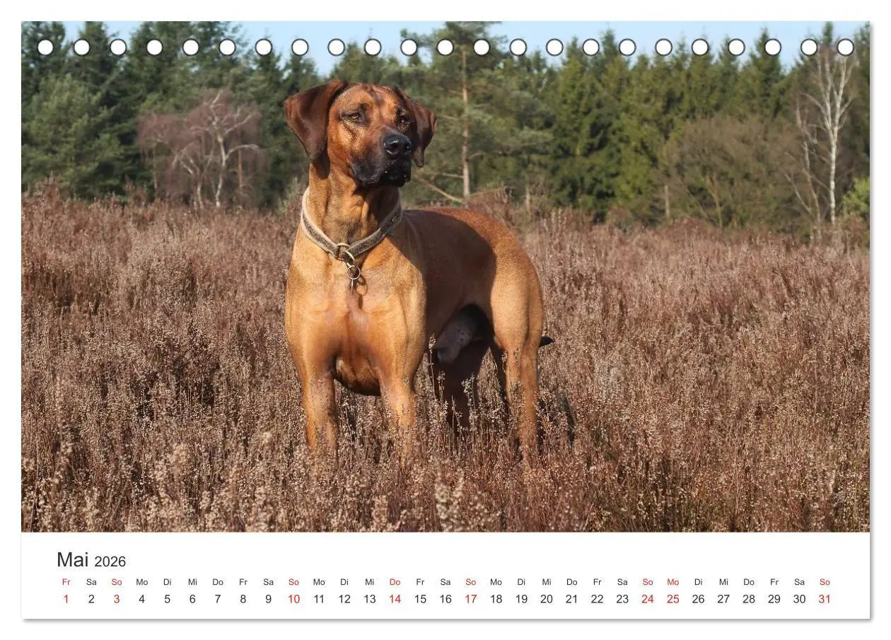 Bild: 9783516012163 | Ridgebacks - Hunde aus Afrika (Tischkalender 2026 DIN A5 quer),...