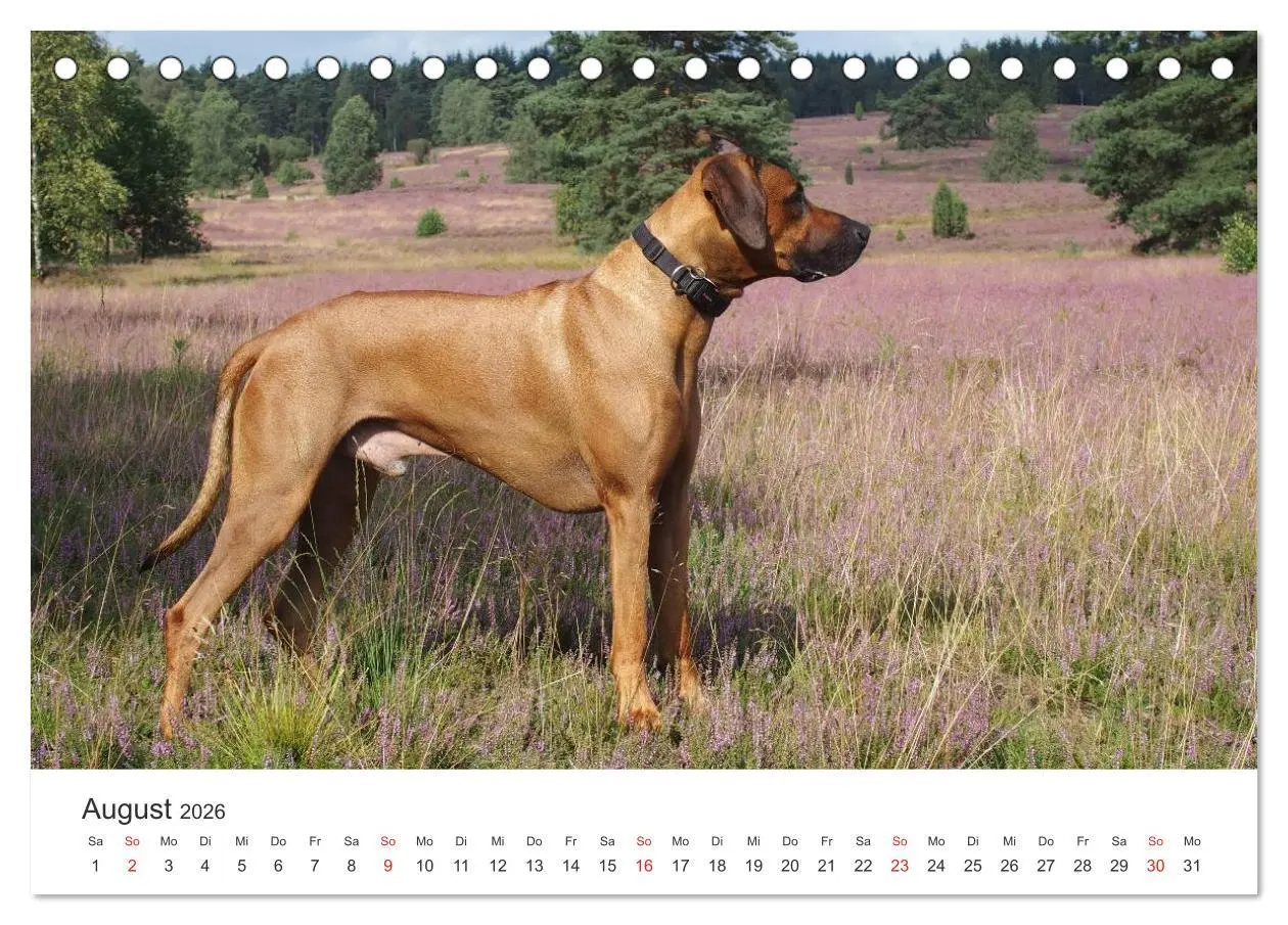 Bild: 9783516012163 | Ridgebacks - Hunde aus Afrika (Tischkalender 2026 DIN A5 quer),...