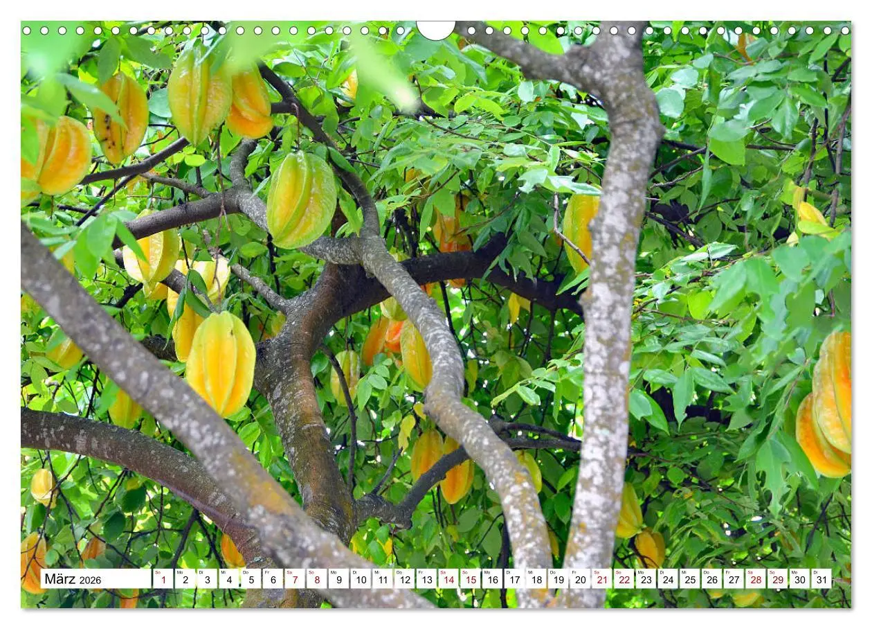Bild: 9783457832363 | Rarotonga - Trauminsel im Südpazifik. (Wandkalender 2026 DIN A3...