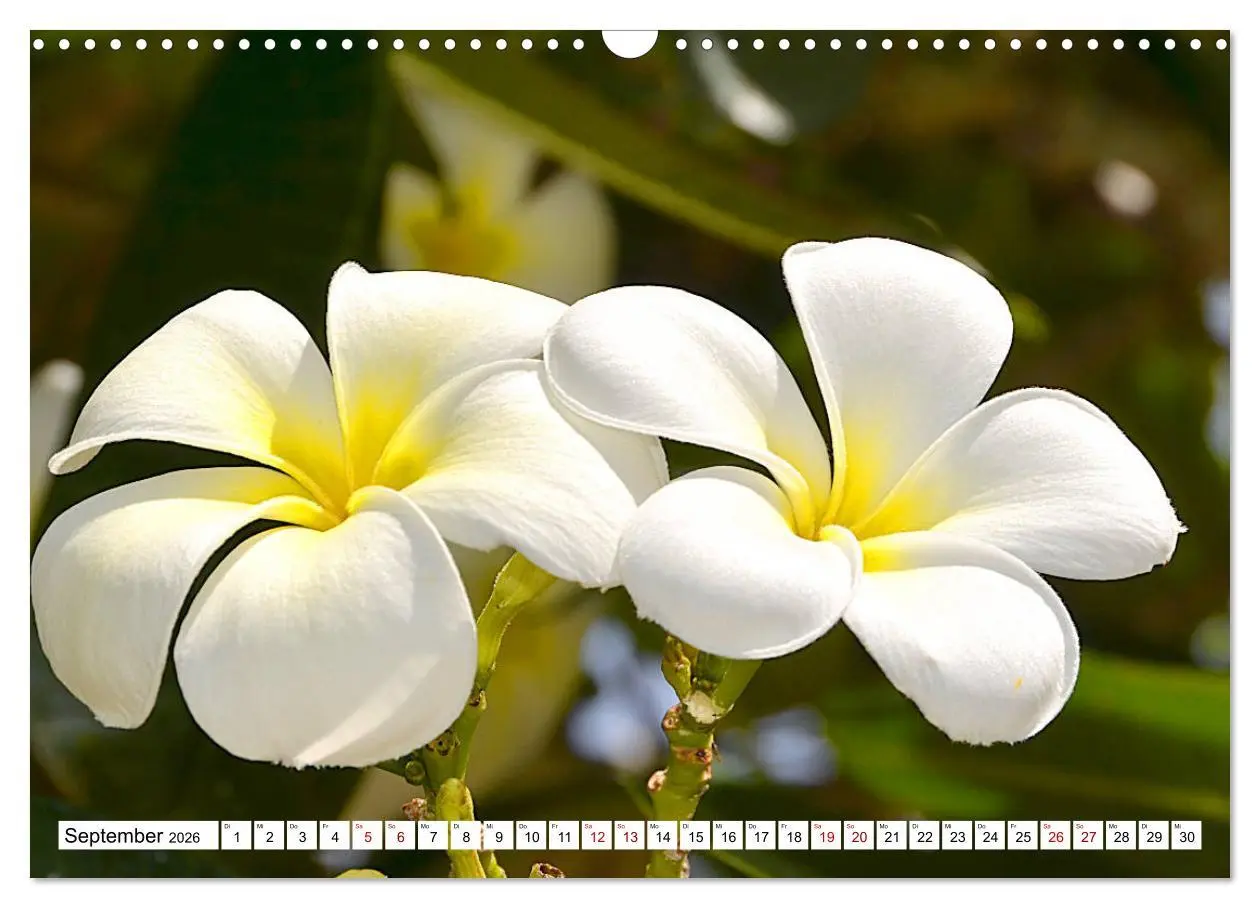 Bild: 9783457832363 | Rarotonga - Trauminsel im Südpazifik. (Wandkalender 2026 DIN A3...