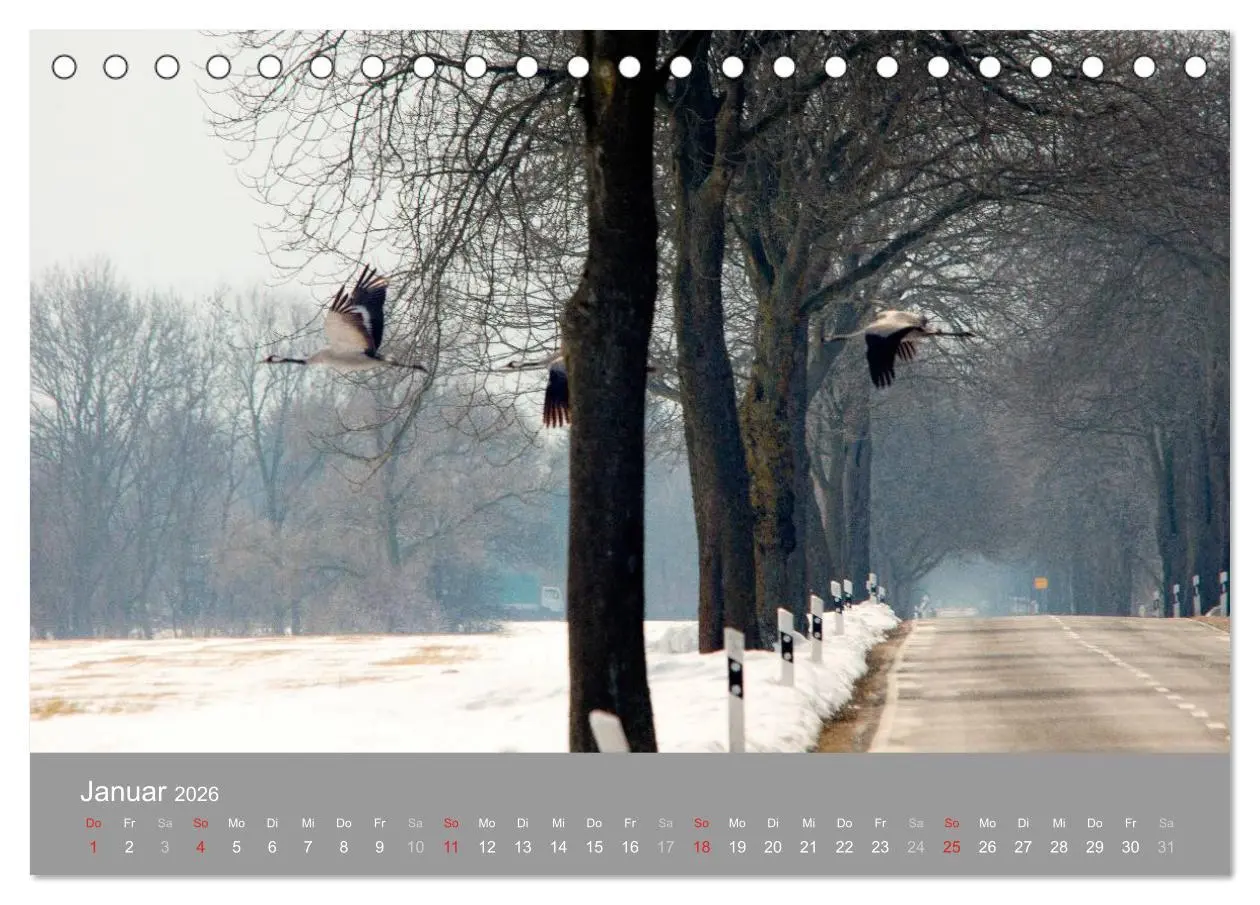 Bild: 9783516092363 | Kraniche in Vorpommern (Tischkalender 2026 DIN A5 quer), CALVENDO...