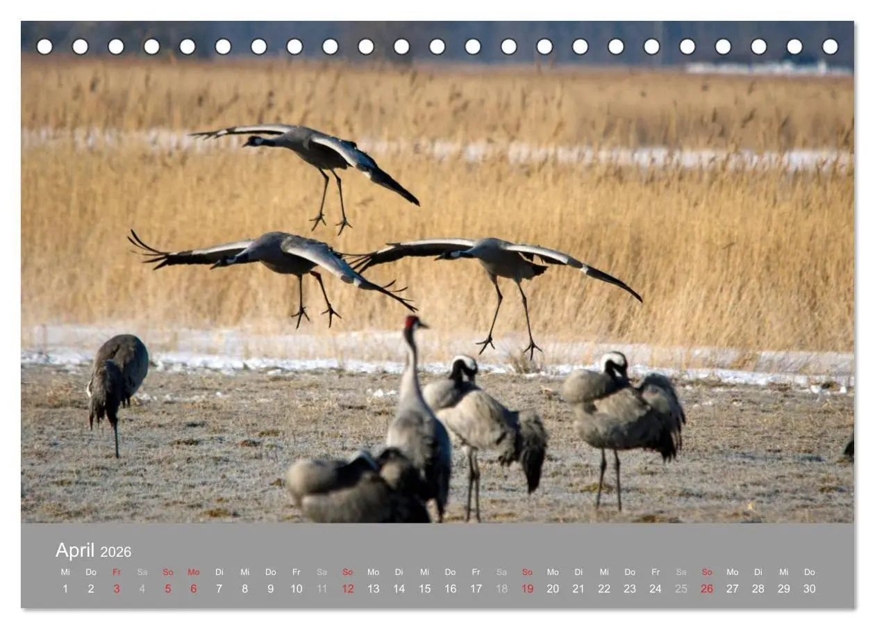 Bild: 9783516092363 | Kraniche in Vorpommern (Tischkalender 2026 DIN A5 quer), CALVENDO...