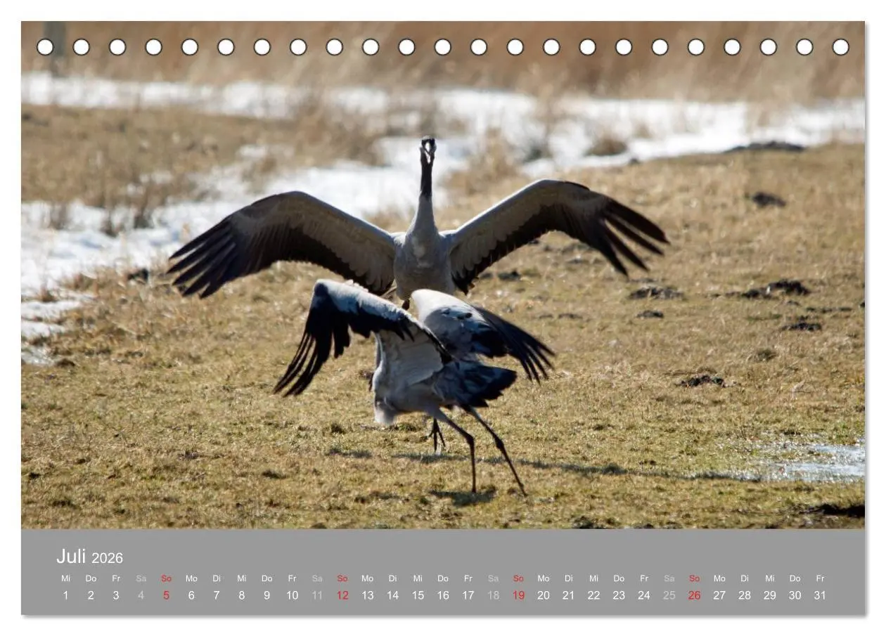 Bild: 9783516092363 | Kraniche in Vorpommern (Tischkalender 2026 DIN A5 quer), CALVENDO...
